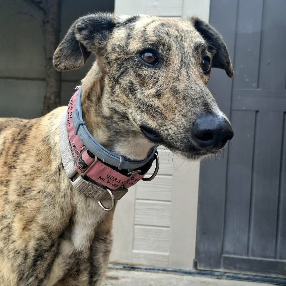 Holmes (Lifeline), male Galgo Español for adoption at 112 Carlota Galgos, Carlota Galgos