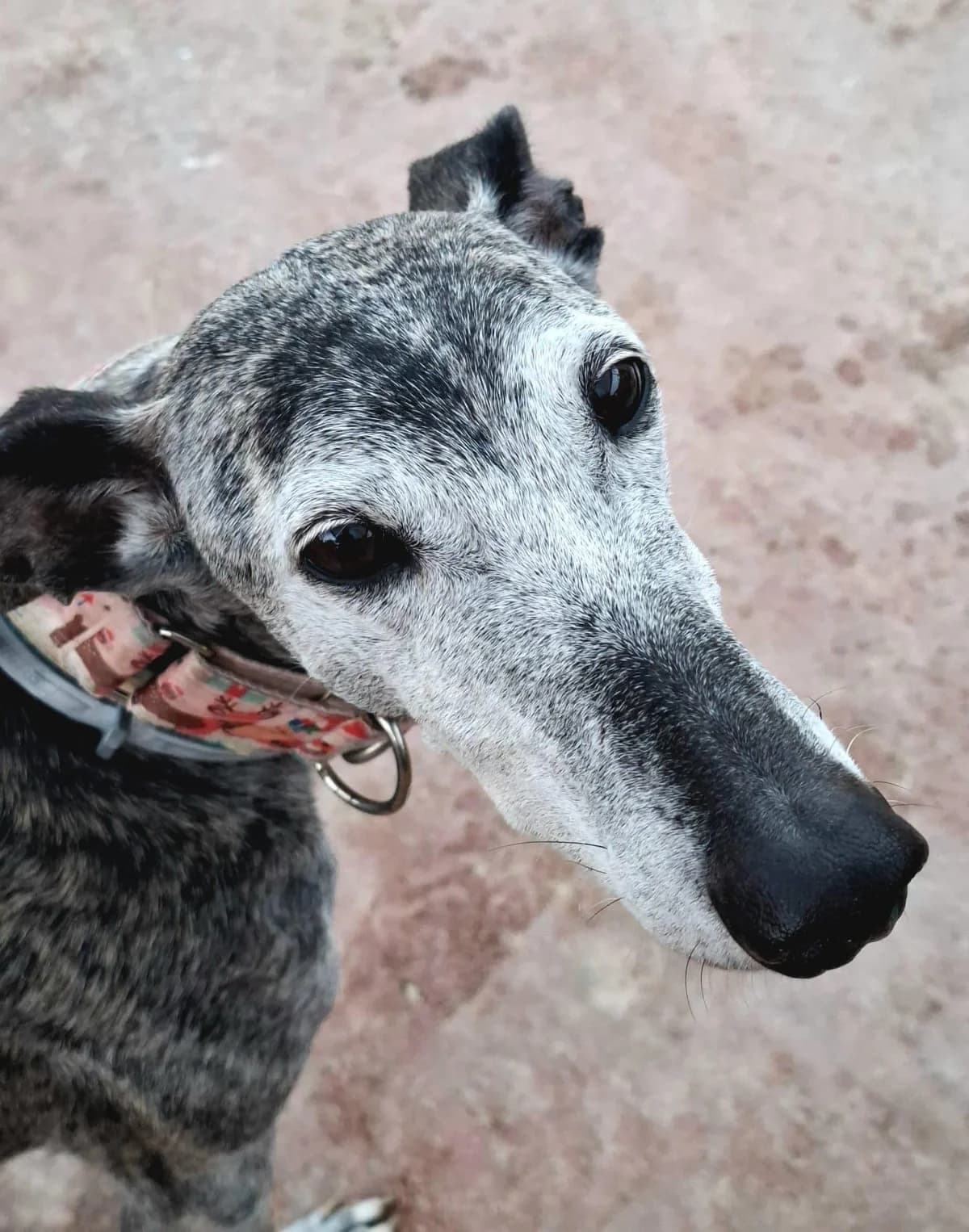 Doris, female Galgo Español for adoption at 112 Carlota Galgos, Carlota Galgos