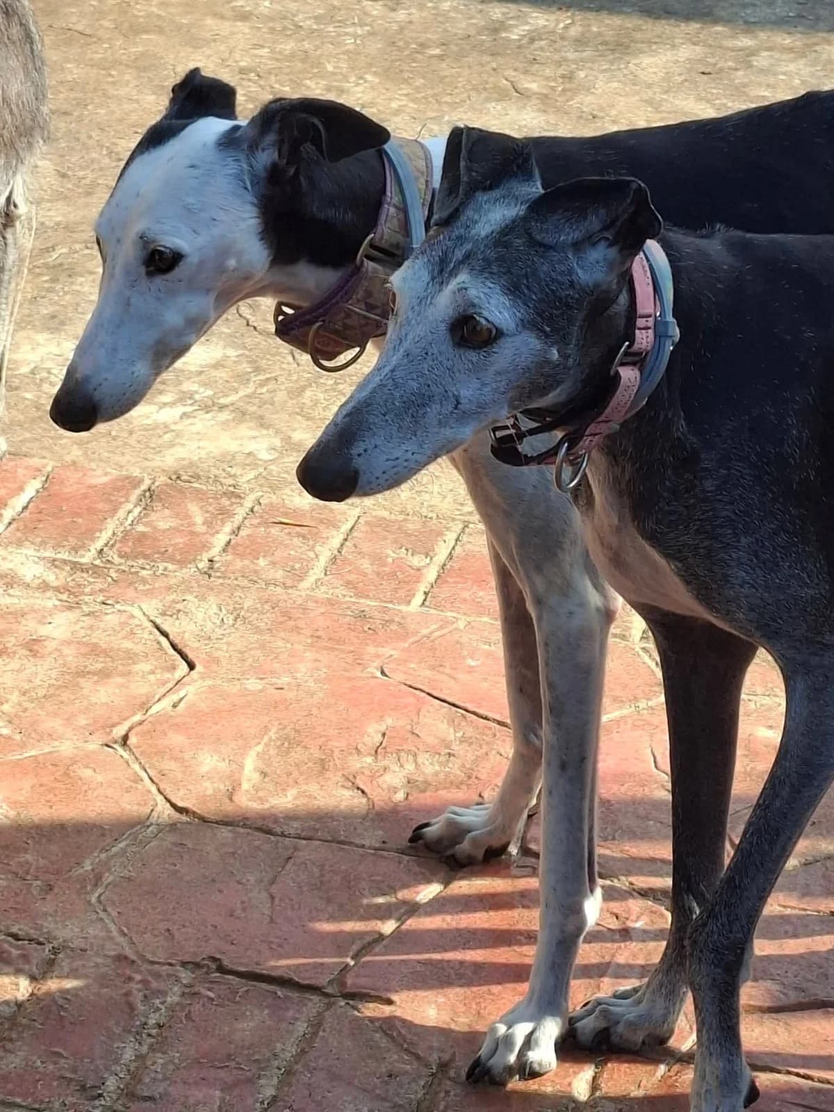 Jesi and Avani, Galgo Español for adoption at 112 Carlota Galgos, Carlota Galgos