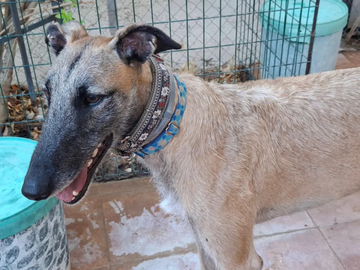 Nugget, male Galgo Español for adoption at 112 Carlota Galgos, Carlota Galgos