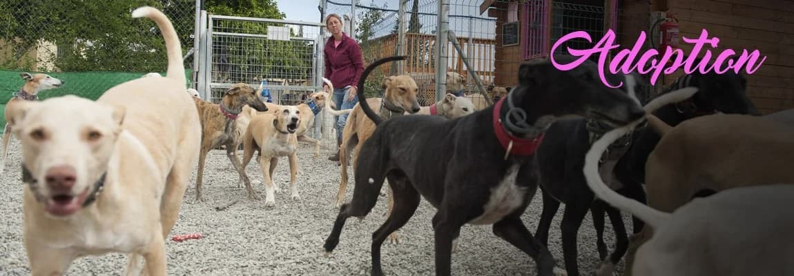 Aplication Form for adoption, male Galgo Español for adoption at 112 Carlota Galgos, 112 Carlota Galgos