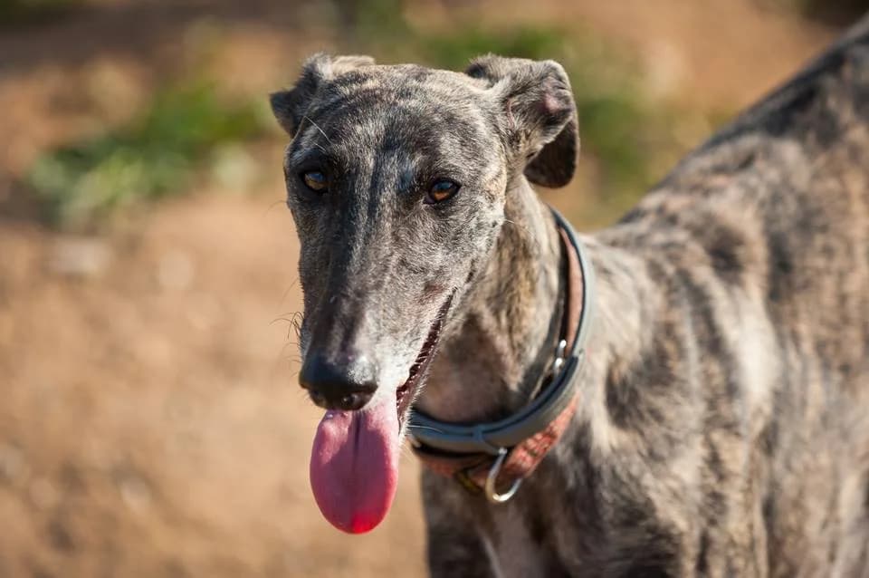 Blog, Galgo Español for adoption at 112 Carlota Galgos, 112 Carlota Galgos