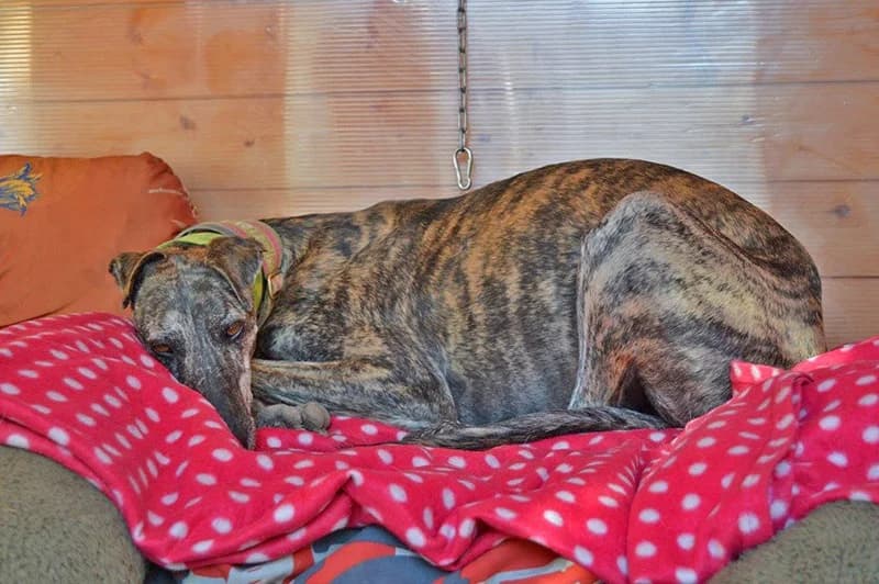 Blog, female Galgo Español for adoption at 112 Carlota Galgos, 112 Carlota Galgos