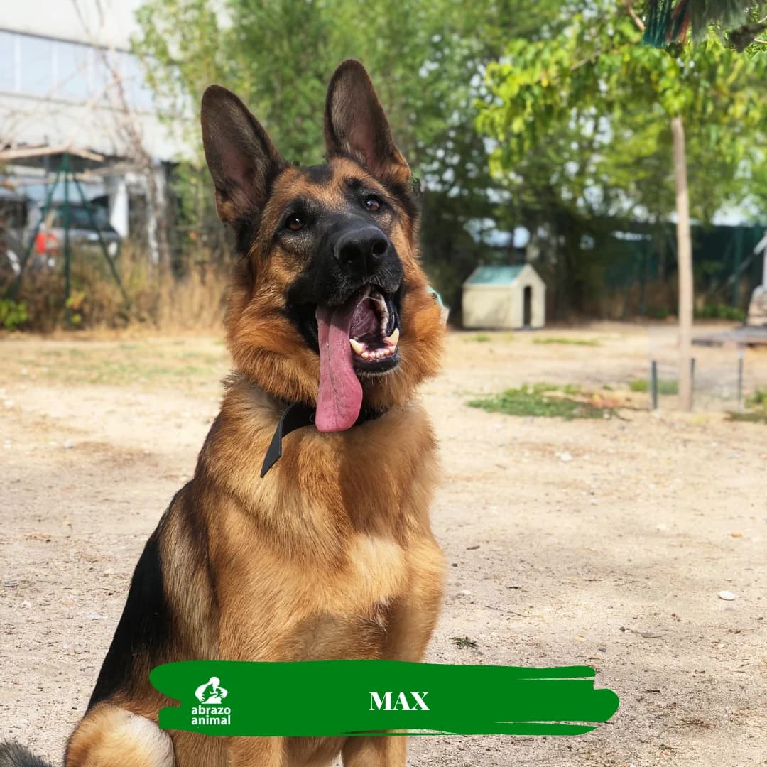 MAX, male 5yo German Shepherd for adoption at Abrazo Animal, Madrid