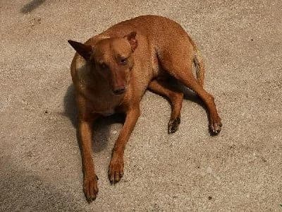 Sol, male senior Podenco for adoption at ACE / SHIN (Animal Care Espana)