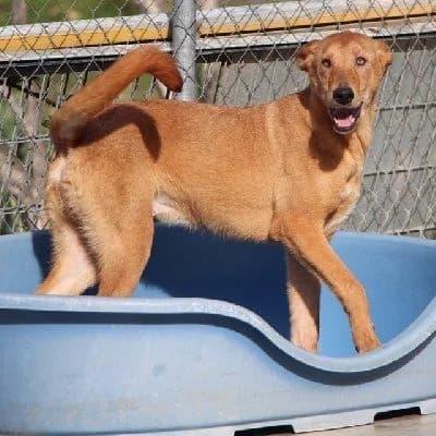 Bink, male senior Podenco for adoption at ACE / SHIN (Animal Care Espana)