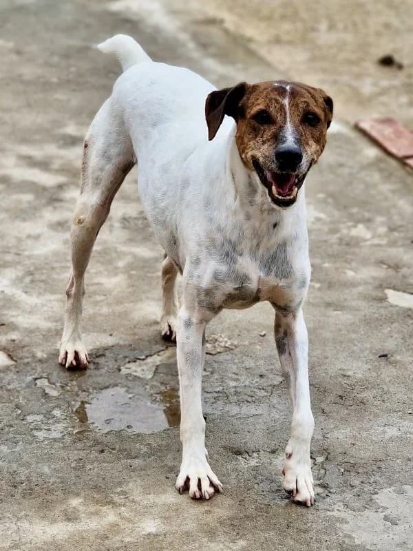 Aramis, male senior Podenco for adoption at ACE / SHIN (Animal Care Espana)
