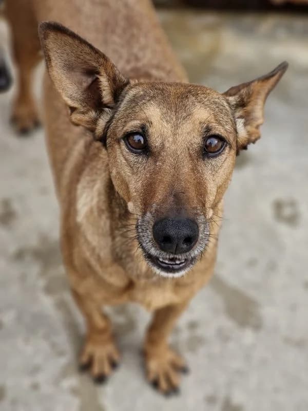 Carmen, female senior Podenco for adoption at ACE / SHIN (Animal Care Espana)