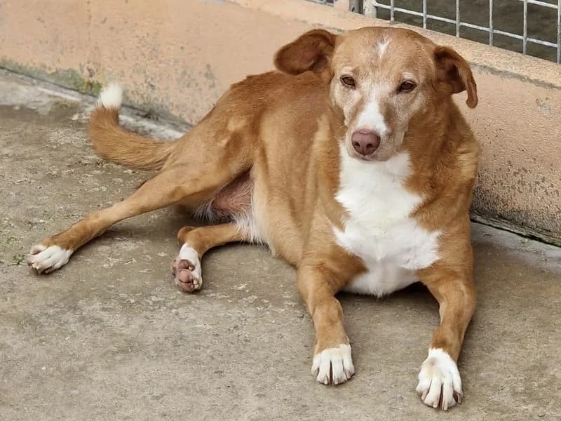 Thiara, female senior Podenco for adoption at ACE / SHIN (Animal Care Espana)