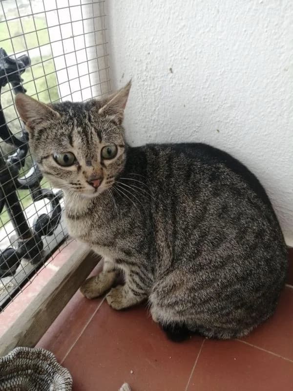Lupita, female 6yo European Shorthair for adoption at ACE / SHIN (Animal Care Espana)