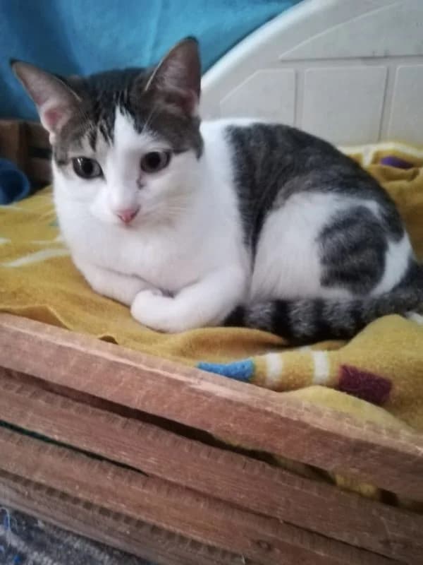 Eli Carmen, female 6yo European Shorthair for adoption at ACE / SHIN (Animal Care Espana)