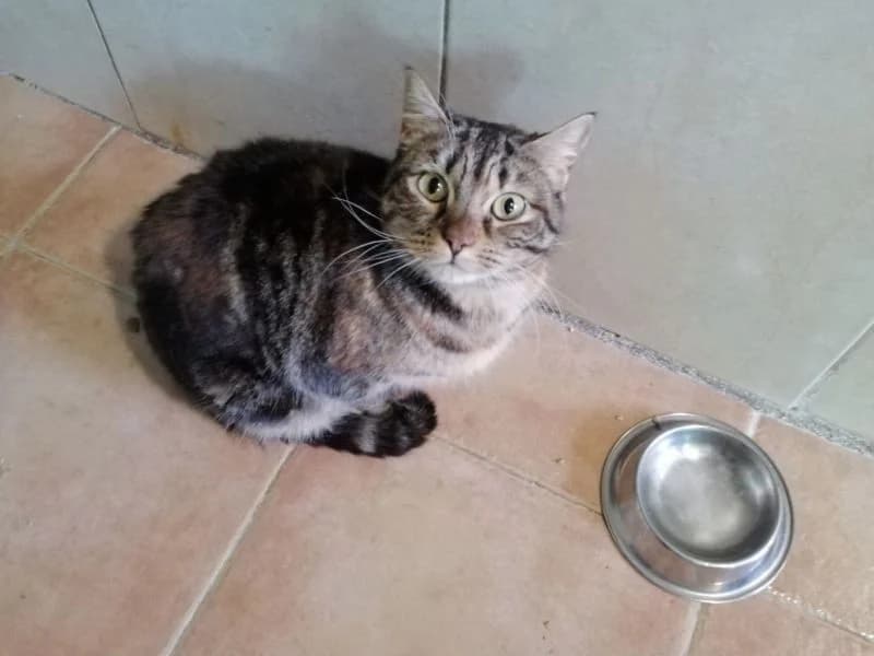 Angela, female senior European Shorthair for adoption at ACE / SHIN (Animal Care Espana)