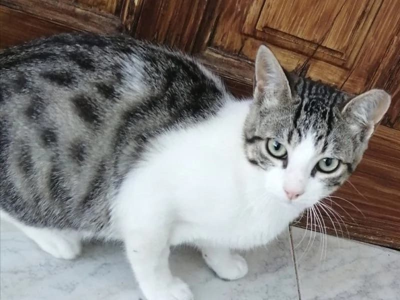 Pedro, male 6yo European Shorthair for adoption at ACE / SHIN (Animal Care Espana)