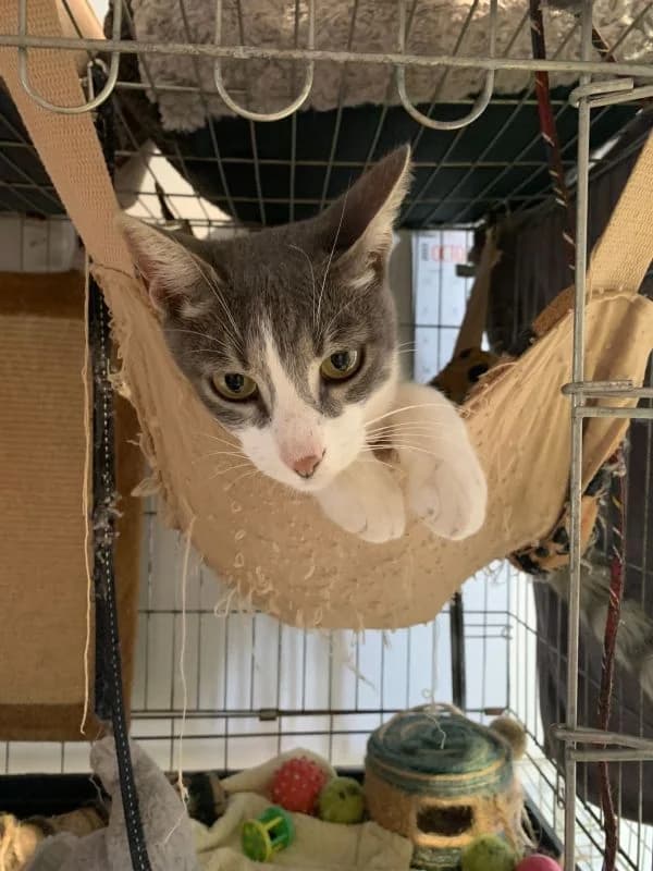 Zinedine, male 5yo European Shorthair for adoption at ACE / SHIN (Animal Care Espana)