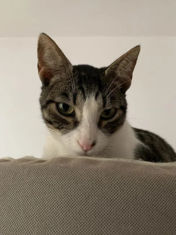 Zidane, male 5yo European Shorthair for adoption at ACE / SHIN (Animal Care Espana)