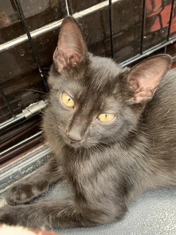 Qais, female 5yo European Shorthair for adoption at ACE / SHIN (Animal Care Espana)