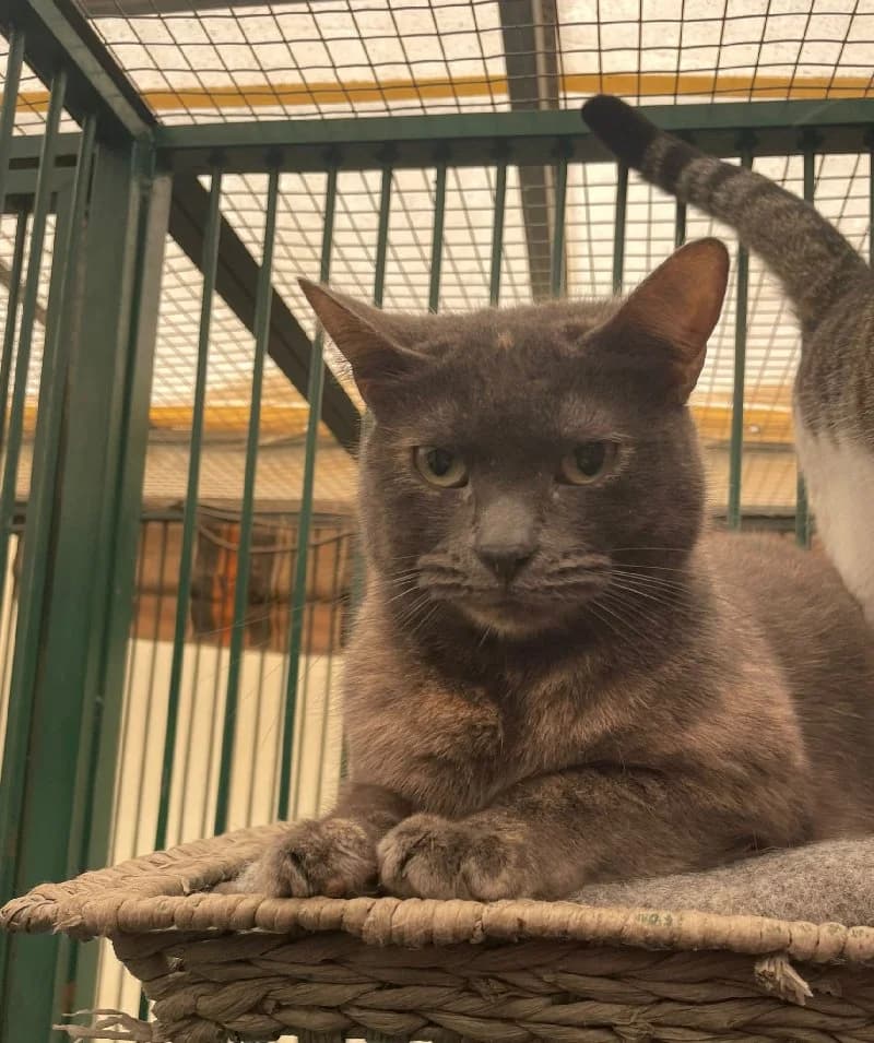Silke, female 5yo European Shorthair for adoption at ACE / SHIN (Animal Care Espana)