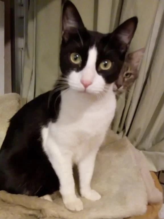 Olu, male 6yo European Shorthair for adoption at ACE / SHIN (Animal Care Espana)