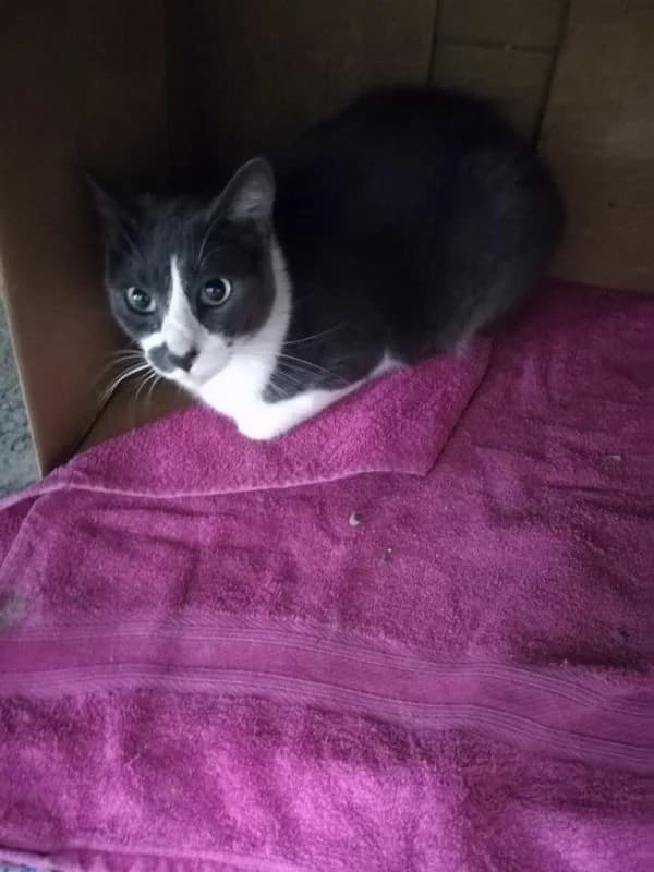 Olo, male 6yo European Shorthair for adoption at ACE / SHIN (Animal Care Espana)