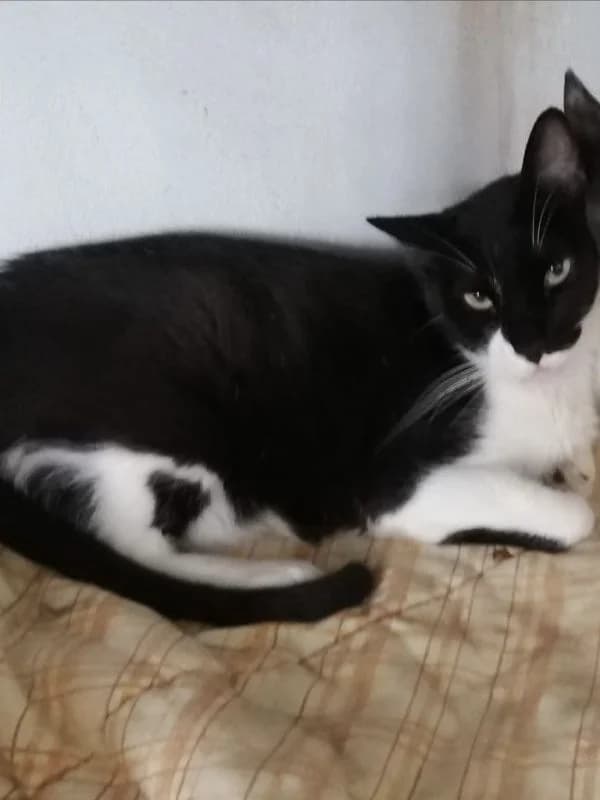 Ole, male 6yo European Shorthair for adoption at ACE / SHIN (Animal Care Espana)