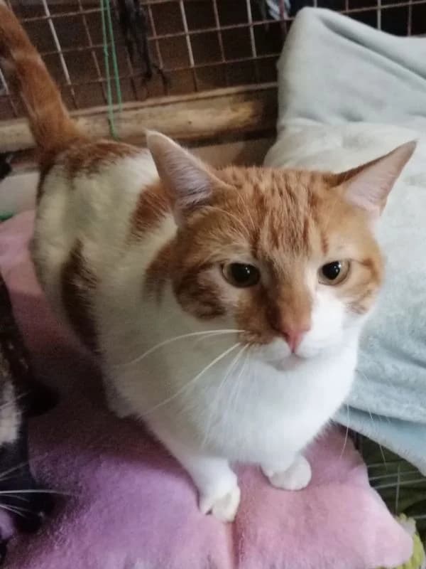 Peque, female 5yo European Shorthair for adoption at ACE / SHIN (Animal Care Espana)