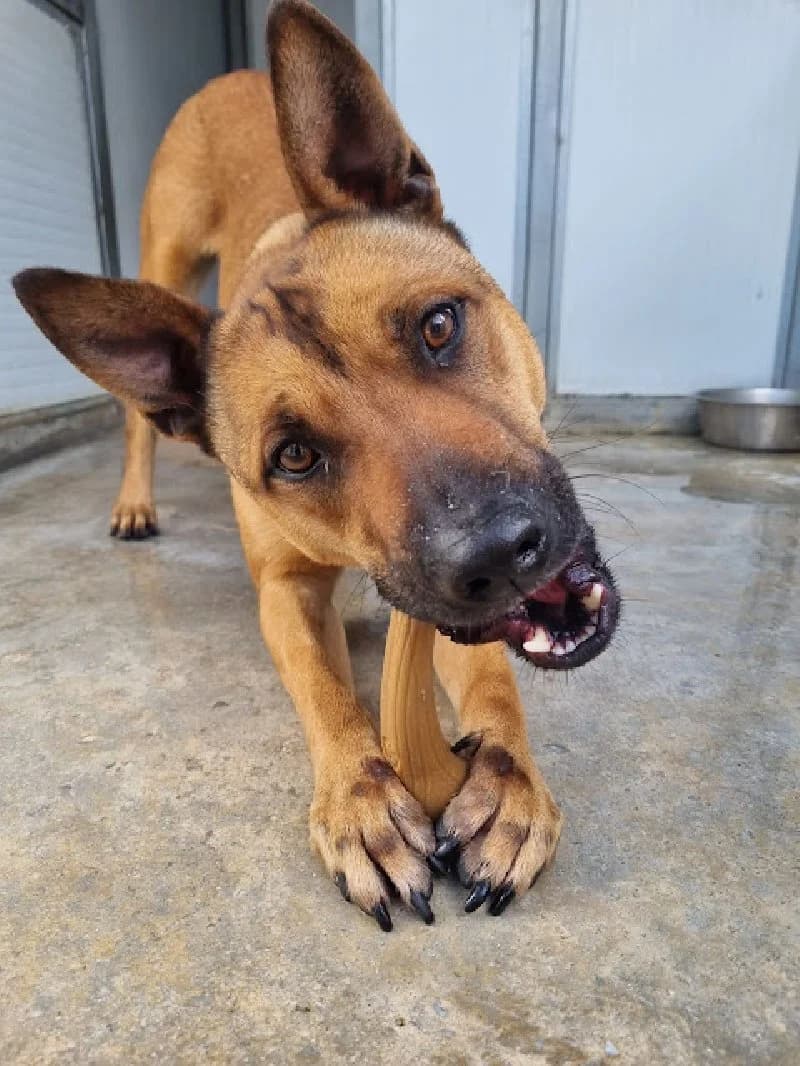 Harley, male 5yo American Staffordshire Terrier for adoption at ACE / SHIN (Animal Care Espana)