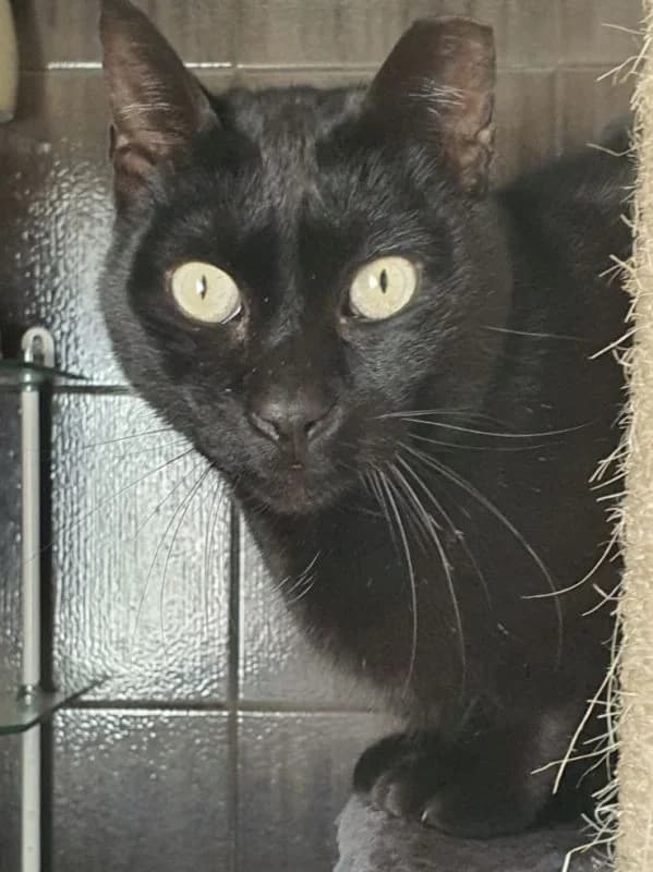 Doortje, female senior European Shorthair for adoption at ACE / SHIN (Animal Care Espana)