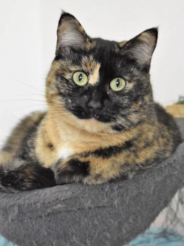 Fiesta, female 6yo European Shorthair for adoption at ACE / SHIN (Animal Care Espana)