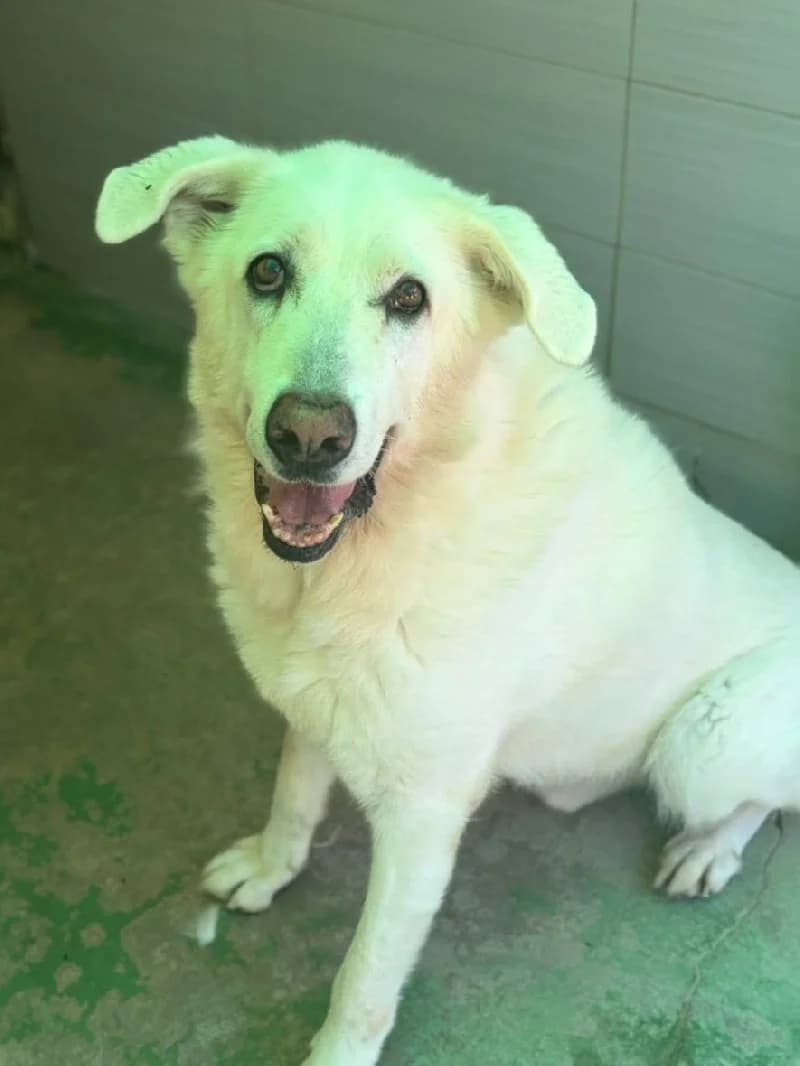 Brandon, male senior Spanish Mastiff for adoption at ACE / SHIN (Animal Care Espana)
