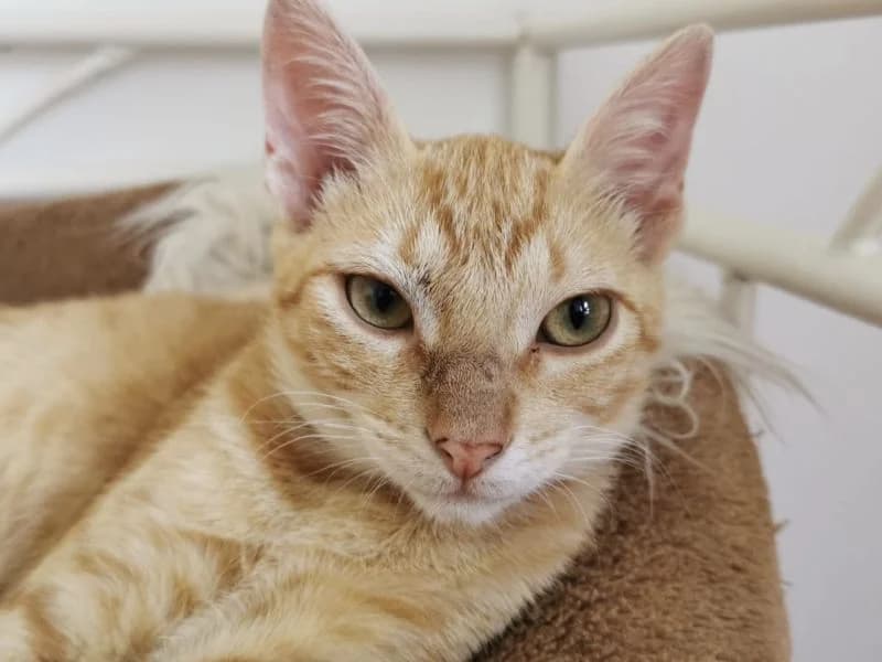 Jimmy, male 5yo European Shorthair for adoption at ACE / SHIN (Animal Care Espana)
