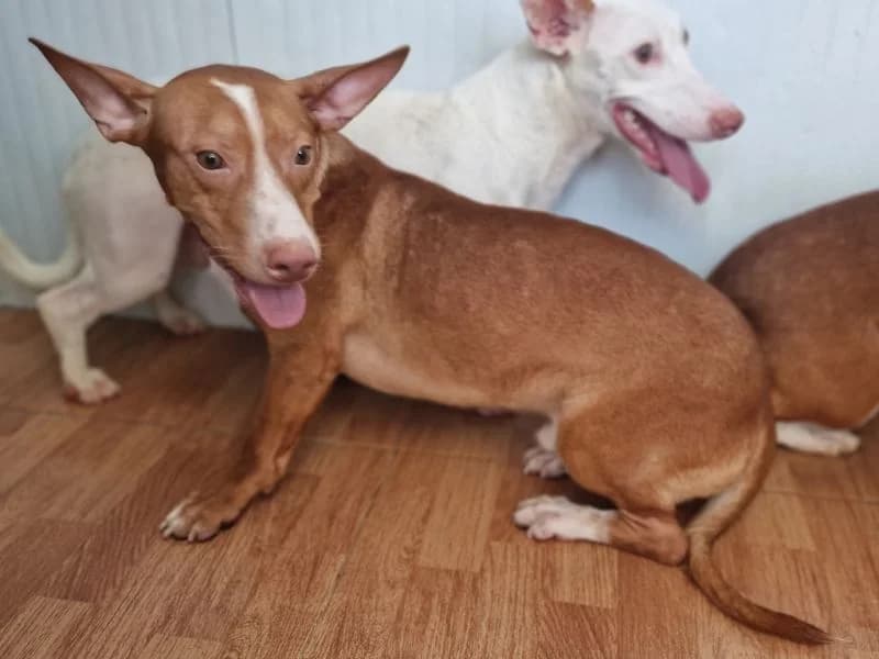 Atos, male 5yo Podenco for adoption at ACE / SHIN (Animal Care Espana)