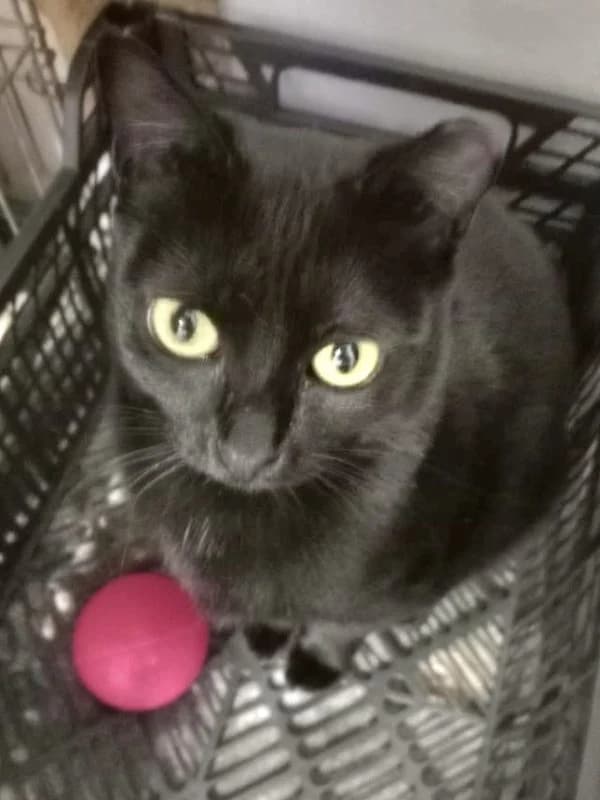Fani, female 4yo European Shorthair for adoption at ACE / SHIN (Animal Care Espana)
