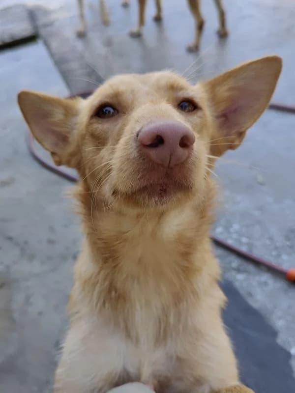 Magdalena, female 5yo Podenco for adoption at ACE / SHIN (Animal Care Espana)