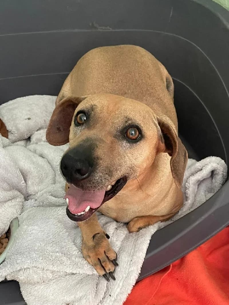 Bigoudie, female 4yo Shar Pei for adoption at ACE / SHIN (Animal Care Espana)