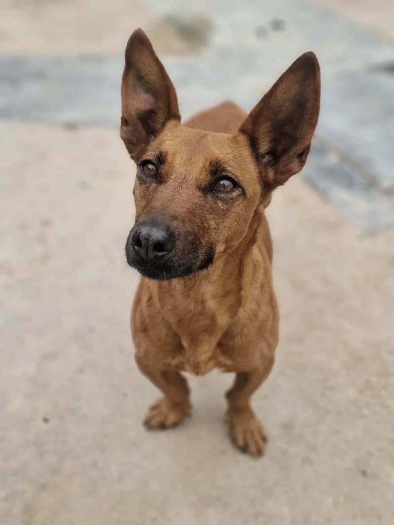 Jana, female 6yo Podenco for adoption at ACE / SHIN (Animal Care Espana)