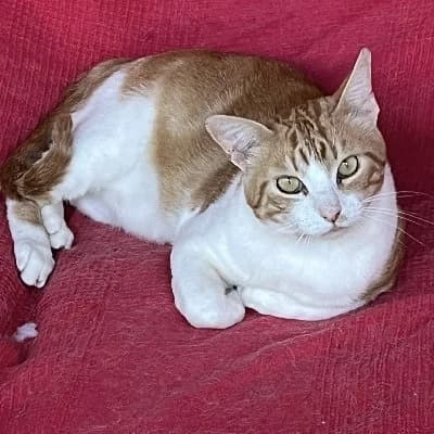 Zoilo, male 5yo European Shorthair for adoption at ACE / SHIN (Animal Care Espana)