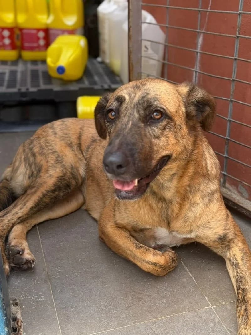 Veronica, female 4yo Spanish Mastiff for adoption at ACE / SHIN (Animal Care Espana)