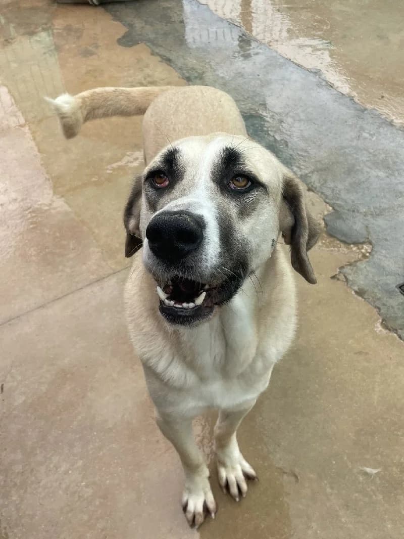 Alejandra, female 4yo Spanish Mastiff for adoption at ACE / SHIN (Animal Care Espana)