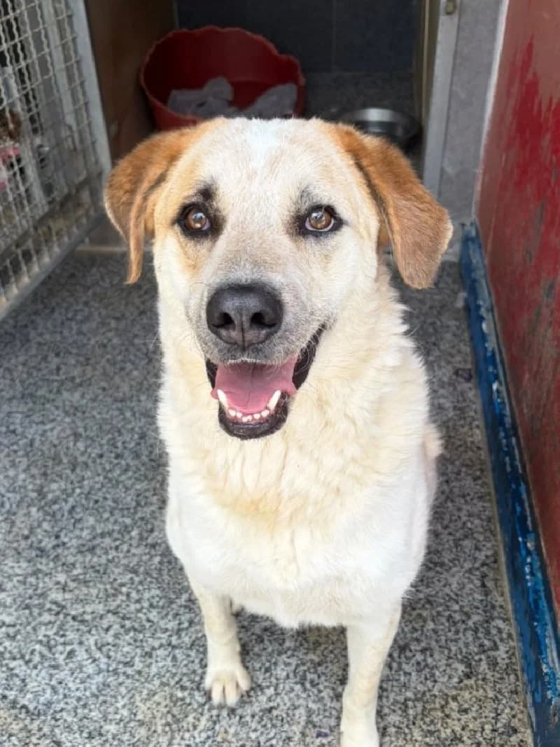 Rolf, male 3yo mixed breed for adoption at ACE / SHIN (Animal Care Espana)
