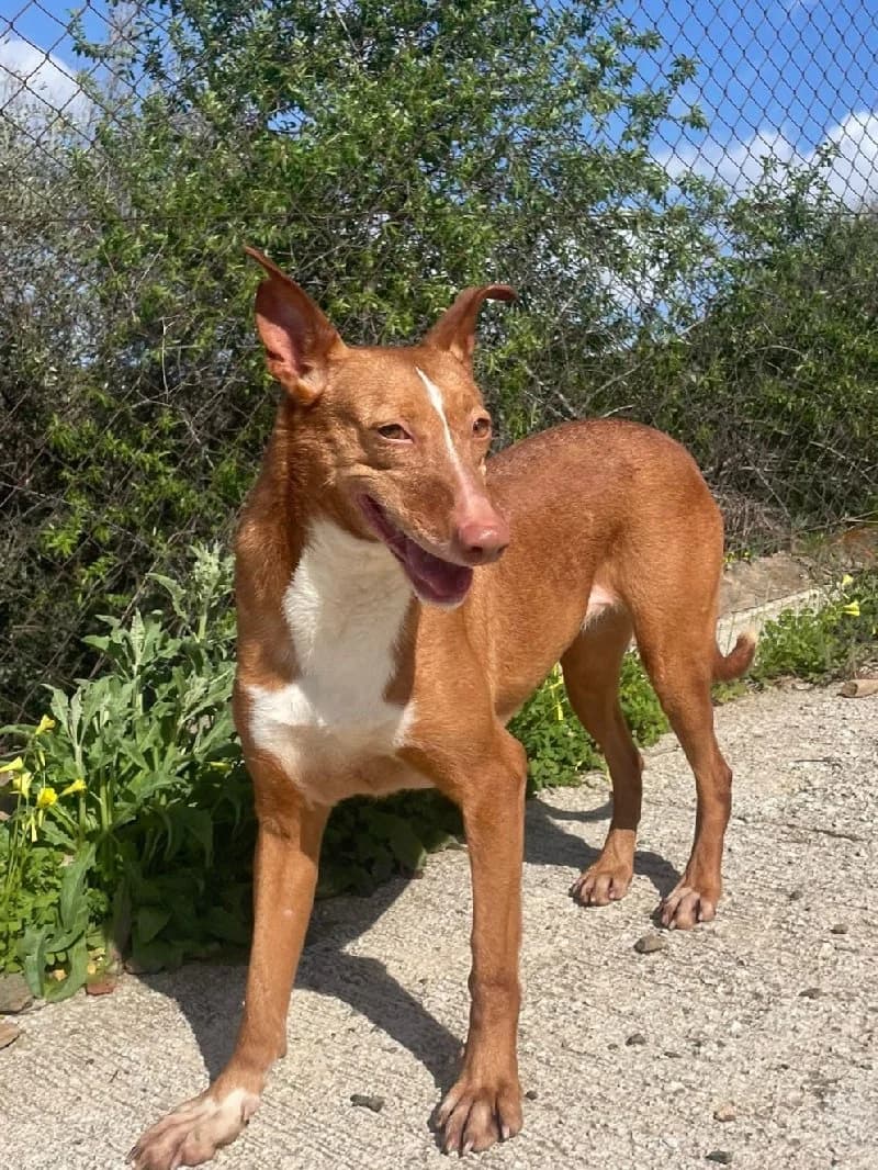 Juliana, female 6yo Podenco for adoption at ACE / SHIN (Animal Care Espana)
