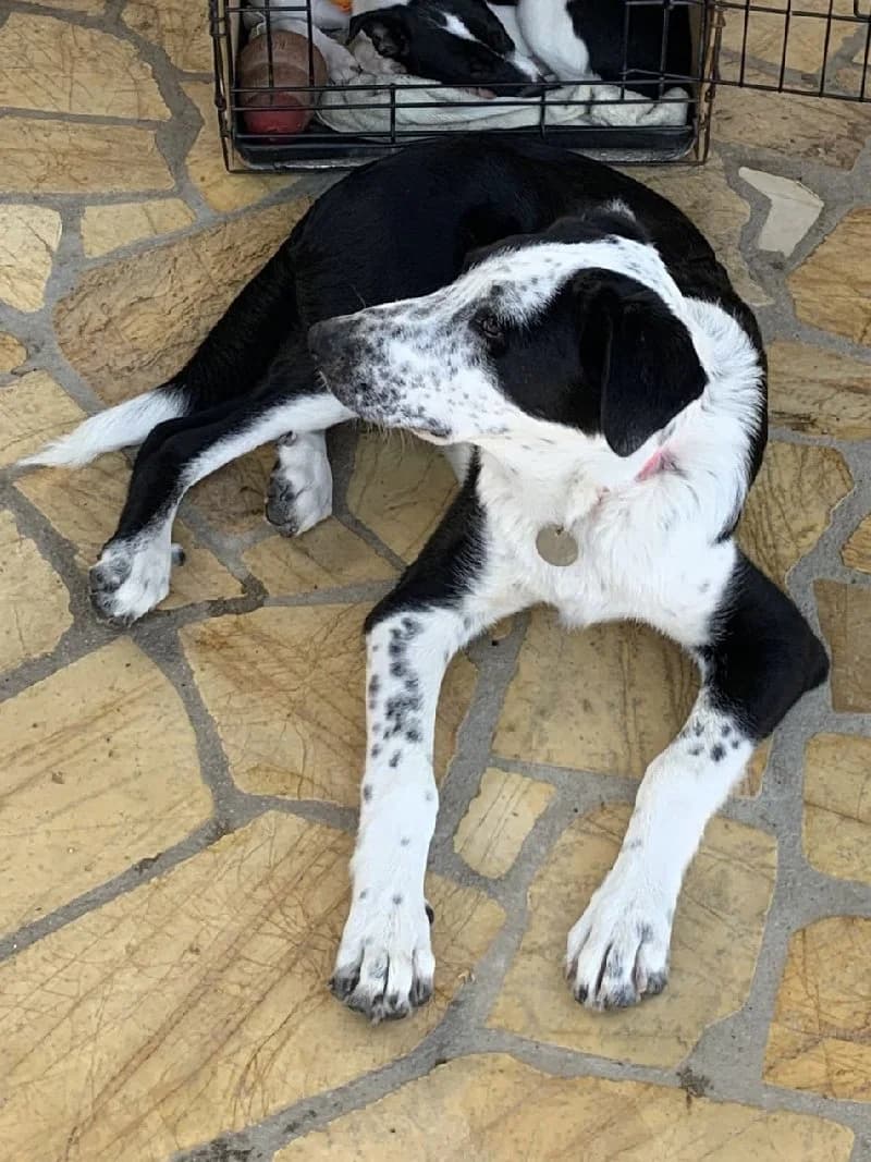 Frank, male young mixed breed for adoption at ACE / SHIN (Animal Care Espana)