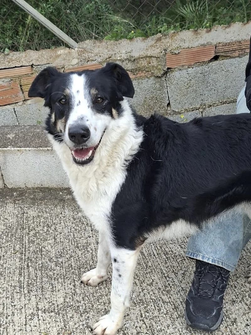 Dolly, female 4yo Collie for adoption at ACE / SHIN (Animal Care Espana)