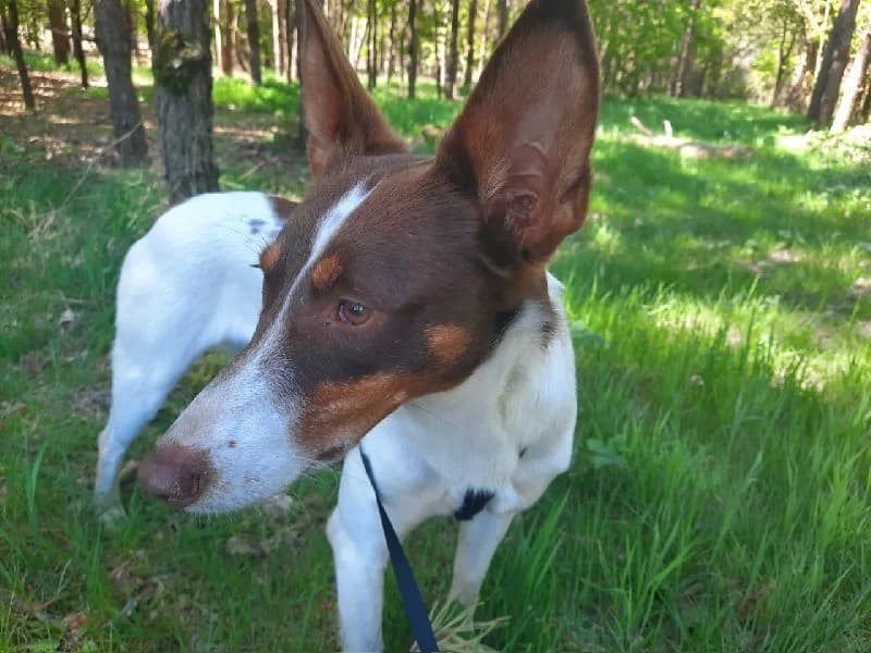 Rafaella, female 4yo Podenco for adoption at ACE / SHIN (Animal Care Espana)