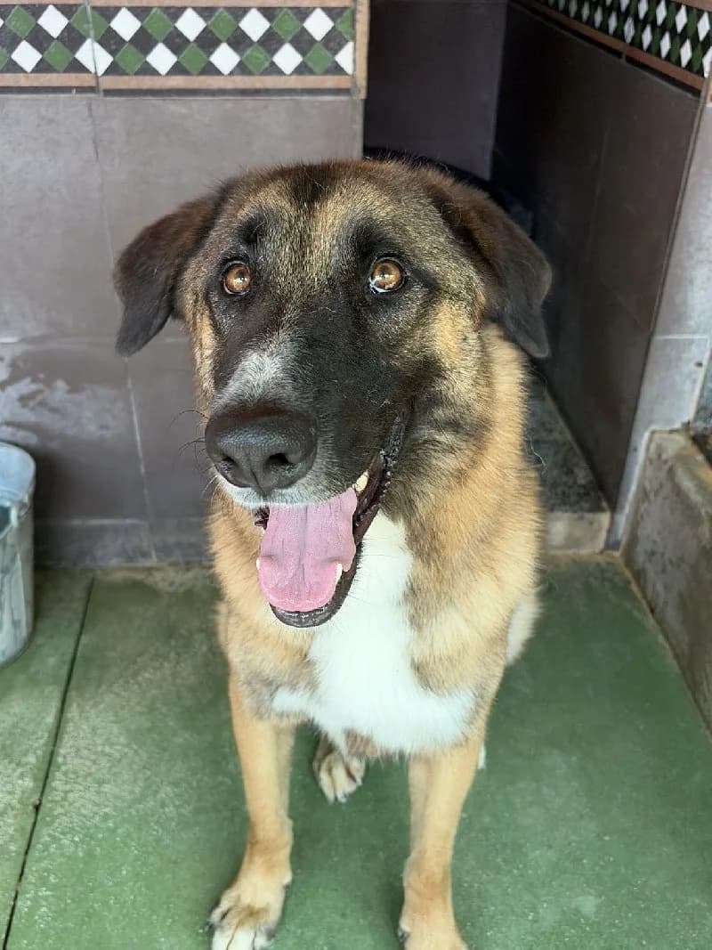 Ercan, male young mixed breed for adoption at ACE / SHIN (Animal Care Espana)