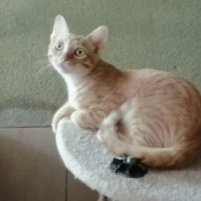 Mango, male young European Shorthair for adoption at ACE / SHIN (Animal Care Espana)
