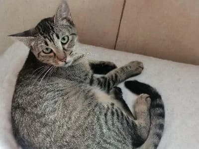 Brisa, female 5yo European Shorthair for adoption at ACE / SHIN (Animal Care Espana)