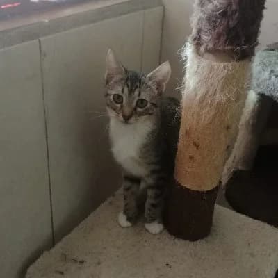Bonita, female young European Shorthair for adoption at ACE / SHIN (Animal Care Espana)