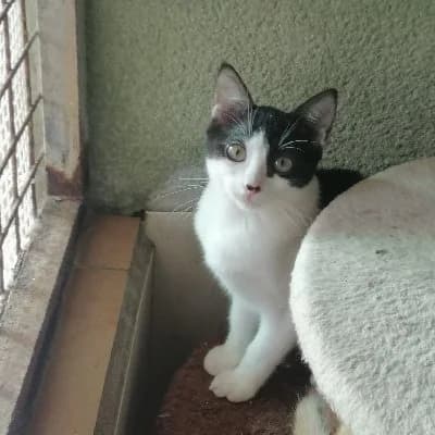 Blumi, female young European Shorthair for adoption at ACE / SHIN (Animal Care Espana)