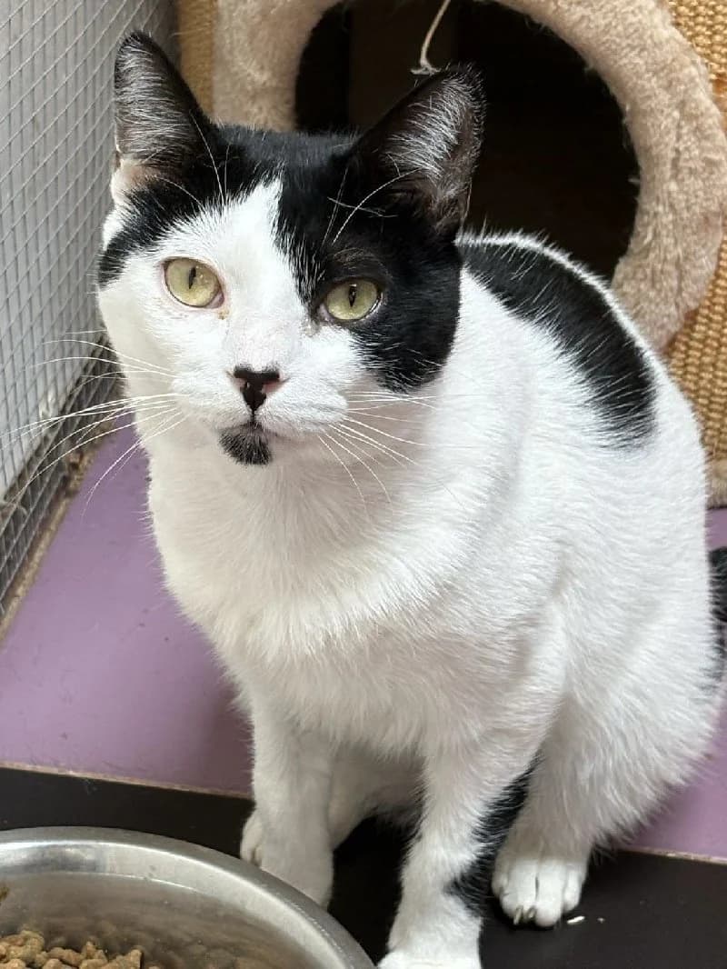 Mud, bicolor male 6yo European Shorthair for adoption at ACE / SHIN (Animal Care Espana)
