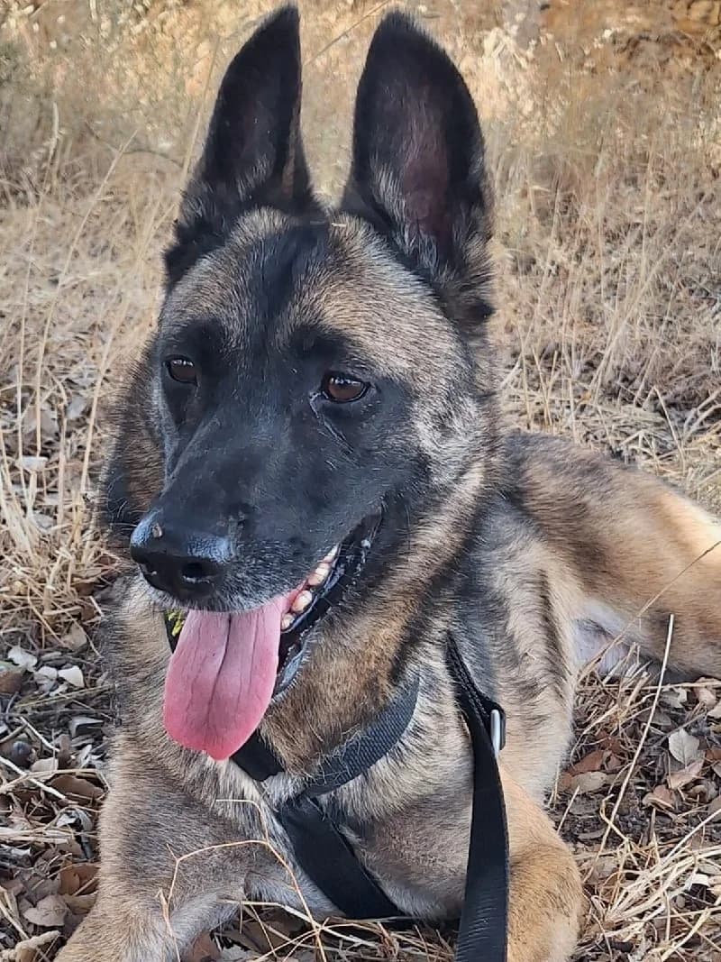 Attina, female 4yo Belgian Malinois for adoption at ACE / SHIN (Animal Care Espana)